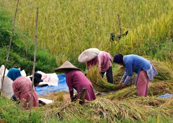 Riau Targetkan Peningkatan Produksi Beras Lokal 30 Persen pada 2025