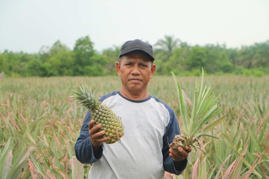Petani Nanas di Kampar Keluhkan Harga Pupuk Mahal dan Ketidakpastian Harga Jual