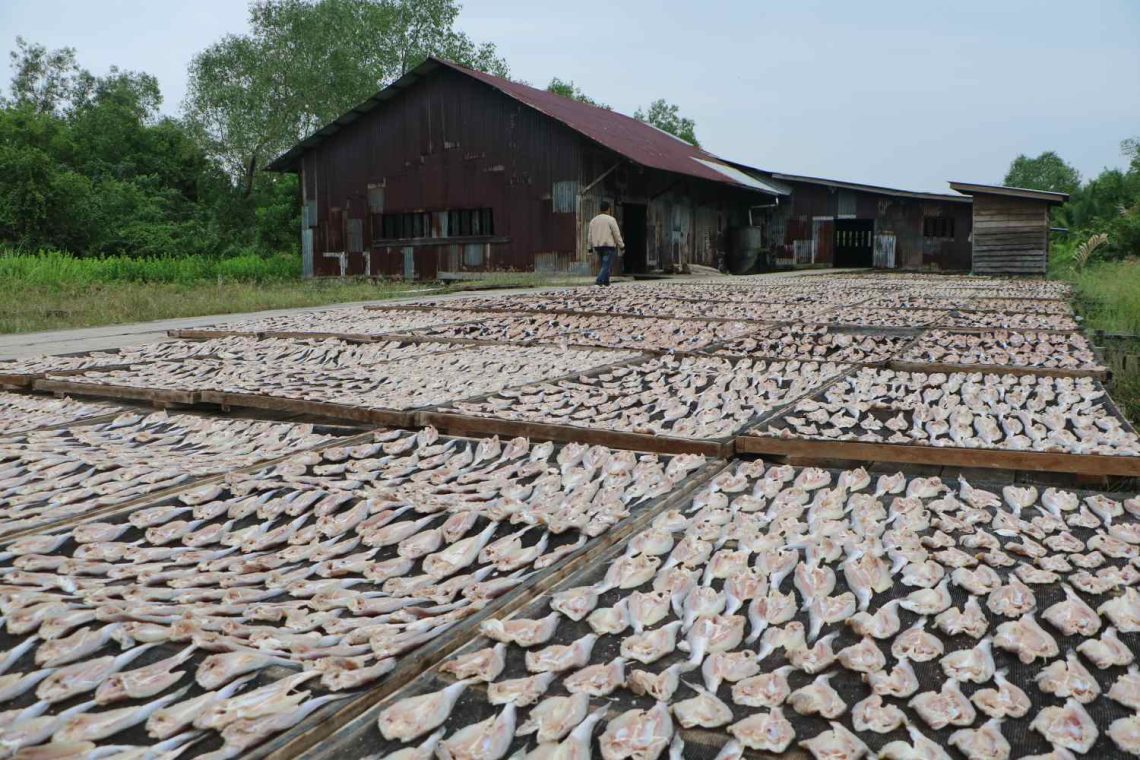 Nelayan Ikan Asin di Rokan Hilir Keluhkan Keterbatasan Alat dan Harga Garam yang Tinggi