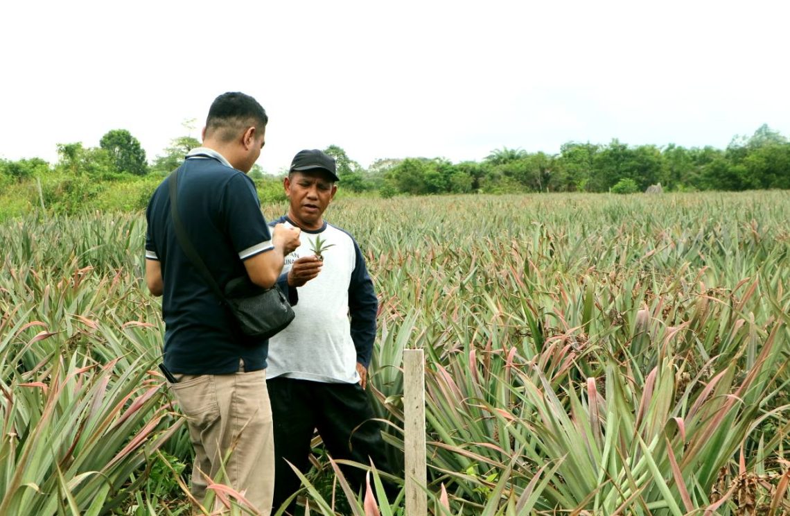 Desa Kualu Nenas Potensial Jadi Sentra Produksi Serat Nanas