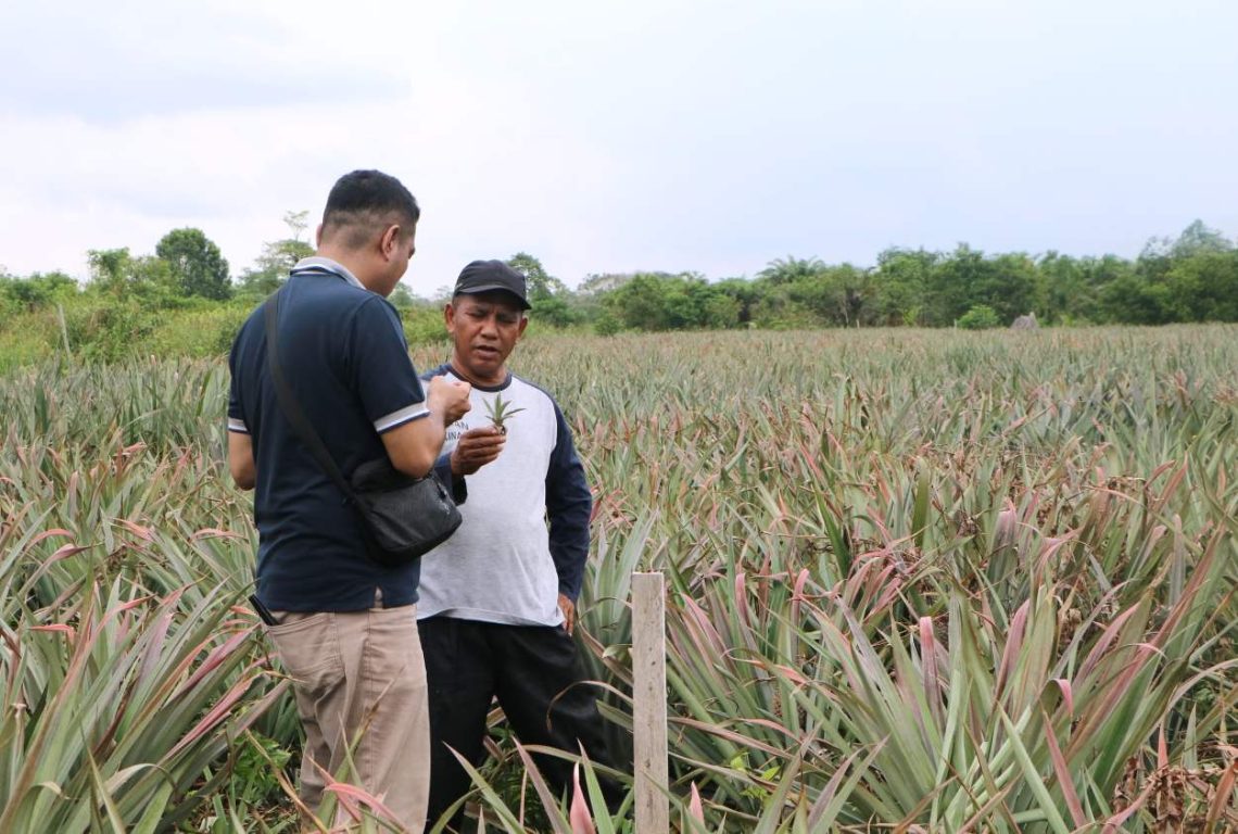 (Makmur) Bersama Petani, Untung Manis Nanas Mardanis dari Hulu ke Hilir