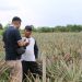 (Makmur) Bersama Petani, Untung Manis Nanas Mardanis dari Hulu ke Hilir