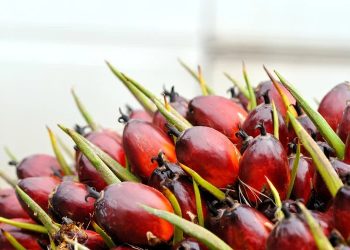 Harga TBS Sawit Riau Naik, Umur 9 Tahun Catat Kenaikan Tertinggi Rp11,06/Kg