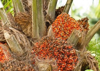 Harga TBS Sawit Riau Naik, Umur 9 Tahun Catat Kenaikan Tertinggi