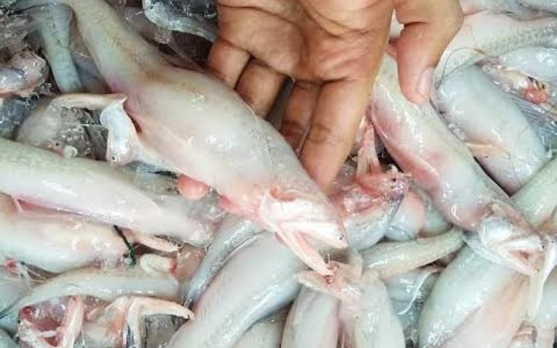 Ikan Lomek Jadi Alternatif Bahan Baku Pempek Palembang, Biaya Produksi Hemat Signifikan