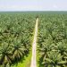Harga CPO Turun, Produksi Malaysia Naik Tajam 24,62 Persen pada Mei 2025