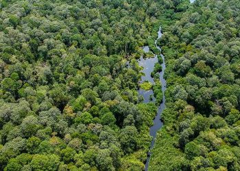 Benteng Terakhir dari Ancaman “Kiamat Deforestasi”