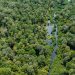 Benteng Terakhir dari Ancaman “Kiamat Deforestasi”