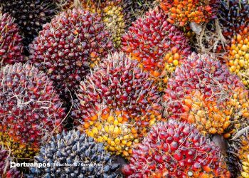 Pemerintah Naikkan Bea Ekspor CPO untuk Biayai Mandat Biodiesel