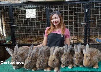 Peternakan Mikael Rabbit — Berawal dari Hobi, Kini Jadi Potensi Bisnis Menjanjikan