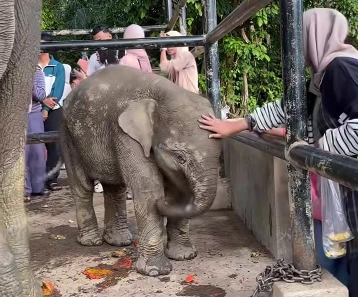 Seekor anak gajah berhasil menjadi daya tarik pengunjung dan membuat Taman Wisata Alam (WTA) Buluh Cina, Kecamatan Siak Hulu
