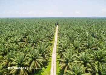 Harga CPO Naik Usai India Turunkan Bea Masuk, Pasar Menanti Estimasi Produksi Malaysia