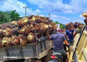 Harga CPO di Bursa Malaysia Naik, Didorong Kenaikan Minyak Kedelai dan Kinerja Ekspor