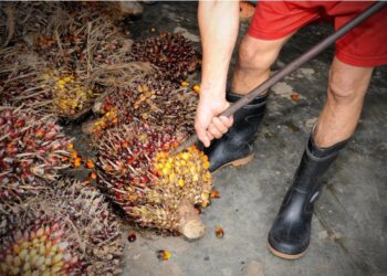 Harga TBS Kelapa Sawit Swadaya di Riau Naik