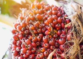 Harga TBS Kelapa Sawit Plasma di Riau Turun