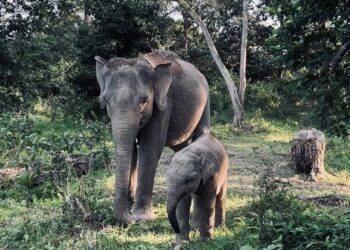 Daya Tarik Dona, Anak Gajah yang Bikin TWA Buluh Cina Diserbu Pengunjung Saat Libur Panjang Sekolah