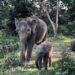 Daya Tarik Dona, Anak Gajah yang Bikin TWA Buluh Cina Diserbu Pengunjung Saat Libur Panjang Sekolah