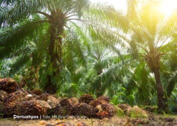 Bagaimana Harga CPO Setelah Eskalasi Konflik Iran-Israel?