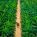 Desa Tanjung Sawit Raih Predikat Desa Terbaik Riau 2025, Wakili Provinsi ke Tingkat Nasional