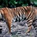 Global Tiger Day 2025: Harimau Sumatra dan Kearifan Lokal