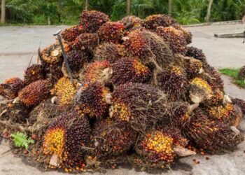 Harga CPO di Bursa Malaysia Melemah, Tertekan Kuatnya Ringgit terhadap Dolar AS