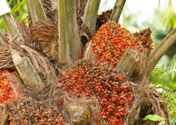 Harga CPO Naik Dipicu Karhutla di Sumatera Utara