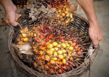 Harga TBS Kelapa Sawit Plasma Riau Naik, Tertinggi Rp3.284 per Kg untuk Umur 9 Tahun