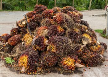 Harga TBS Sawit Mitra Plasma Riau Naik