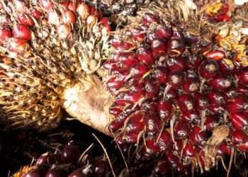 Harga TBS Sawit Mitra Swadaya Riau Naik, Sentuh Rp3.428 per Kg untuk Umur 9 Tahun