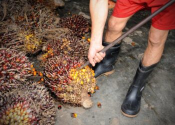 harga pembelian TBS untuk umur tanaman 9 tahun ditetapkan sebesar Rp 3.358,99/Kg. Harga ini berlaku untuk satu minggu ke depan.
