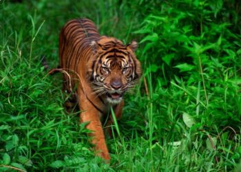 Lokasi Konflik Harimau Sumatera di Desa Pulau Muda Masih Area Jelajah Si Belang