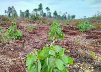 Angin Segar Bagi Pengembangan Bisnis PT SPR Trada Setelah Kantongi Izin Lingkungan Hidup untuk Izin Usaha di Kampar dan Pelalawan.