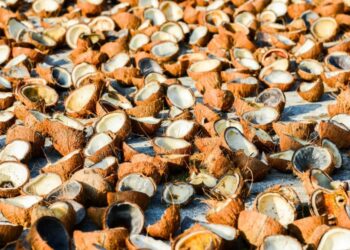 Kelapa Indonesia Bertumpu di Riau, Tapi Ketimpangan Produksi Makin Nyata