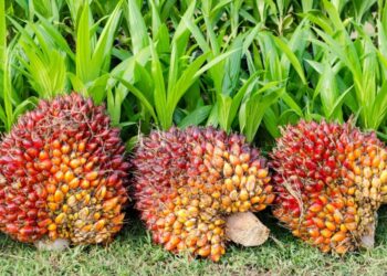 Harga TBS Sawit Mitra Swadaya di Riau Turun, Dipicu Penurunan Harga CPO