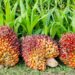 Harga TBS Sawit Mitra Swadaya di Riau Turun, Dipicu Penurunan Harga CPO