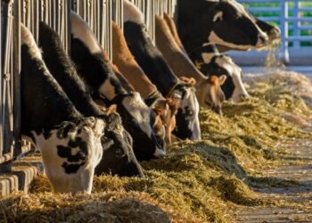 Produksi Susu Global Berpotensi Turun hingga 10 Persen