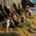 Produksi Susu Global Berpotensi Turun hingga 10 Persen