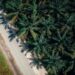 Riau Targetkan Replanting Sawit Rakyat 10.800 Hektare pada 2025