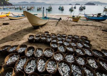 Total 63 Unit Pengolahan Ikan Kantongi Izin Ekspor ke Arab Saudi