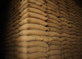 Stok Melimpah, Kenapa Harga Beras Masih Tinggi?