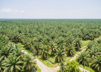 Harga CPO Lesu Lagi Akibat Kedelai dan Ekspektasi Produksi