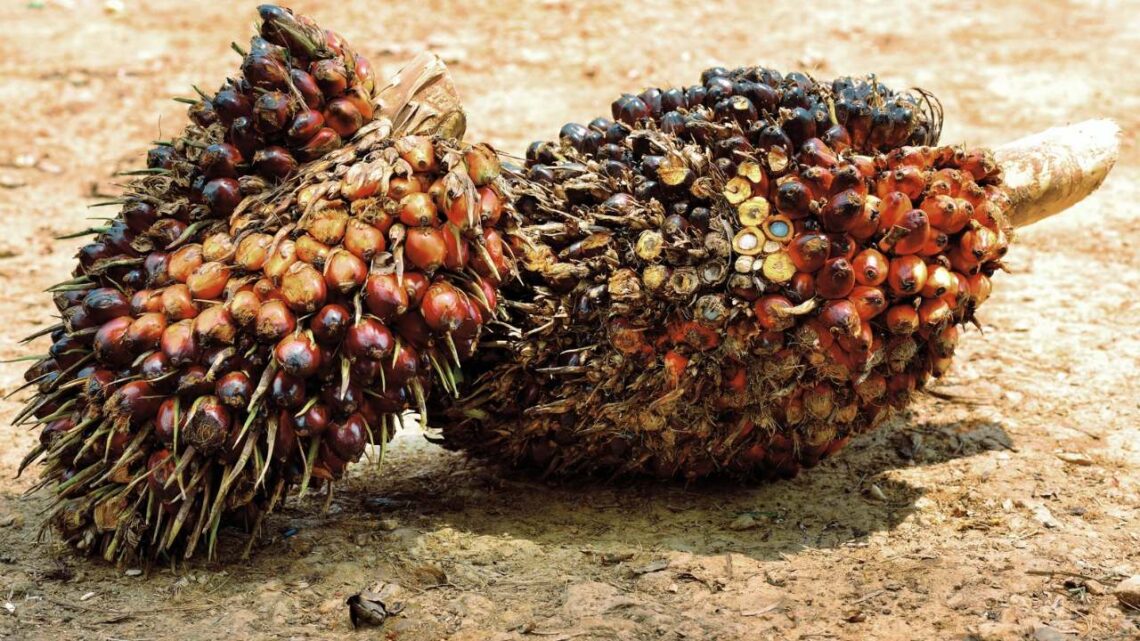 Harga TBS Sawit Riau Naik, Berikut Data Lengkap Mitra Swadaya dan Plasma