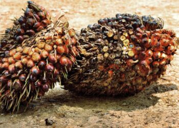 Harga TBS Sawit Riau Naik, Berikut Data Lengkap Mitra Swadaya dan Plasma