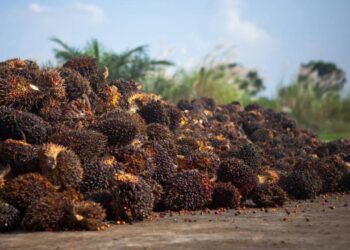 Tertekan Over Pasokan dan Permintaan Lesu Bikin Harga CPO Loyo