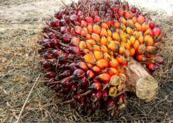 Harga CPO Naik Usai Loyo Dua Hari, Ini Prediksinya