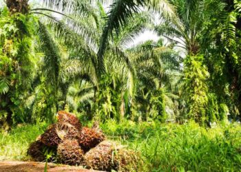 Harga CPO Turun Ditekan Kedelai Chicago