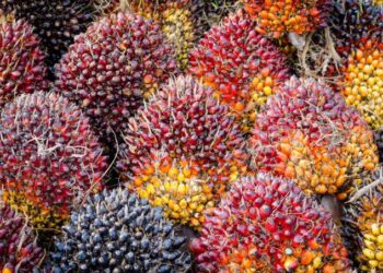 Harga TBS Sawit Riau: Plasma Naik, Swadaya Turun