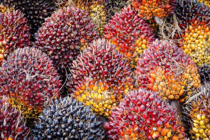 Harga TBS Sawit Riau: Plasma Naik, Swadaya Turun