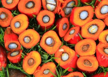 Harga CPO Turun Akibat Kenaikan Produksi dan Sentimen Negatif Pasar