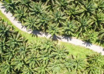 Apkasindo Minta Penetapan Harga CPO Nasional Lewat ICDX — Gulat Manurung di SIEXPO 2025